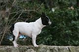 BOULEDOGUE FRANCAIS 1139
